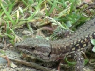 Monstre reptilien rechargeant batterie