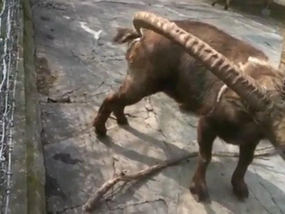 bouquetin et ses cornes