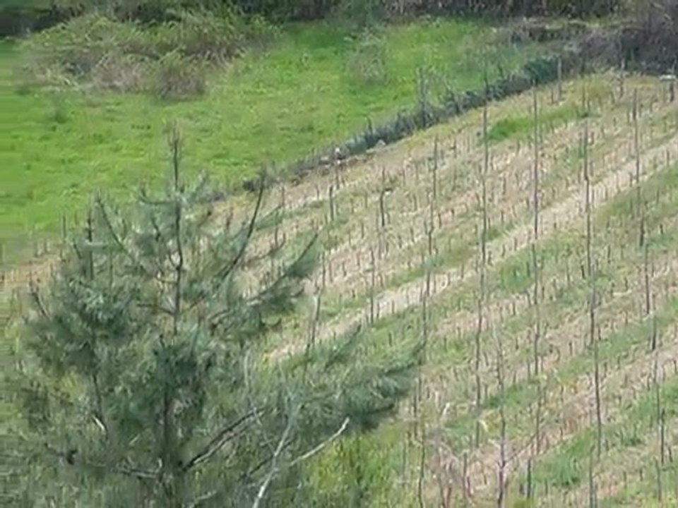 Laie & 6 Marcassins 005