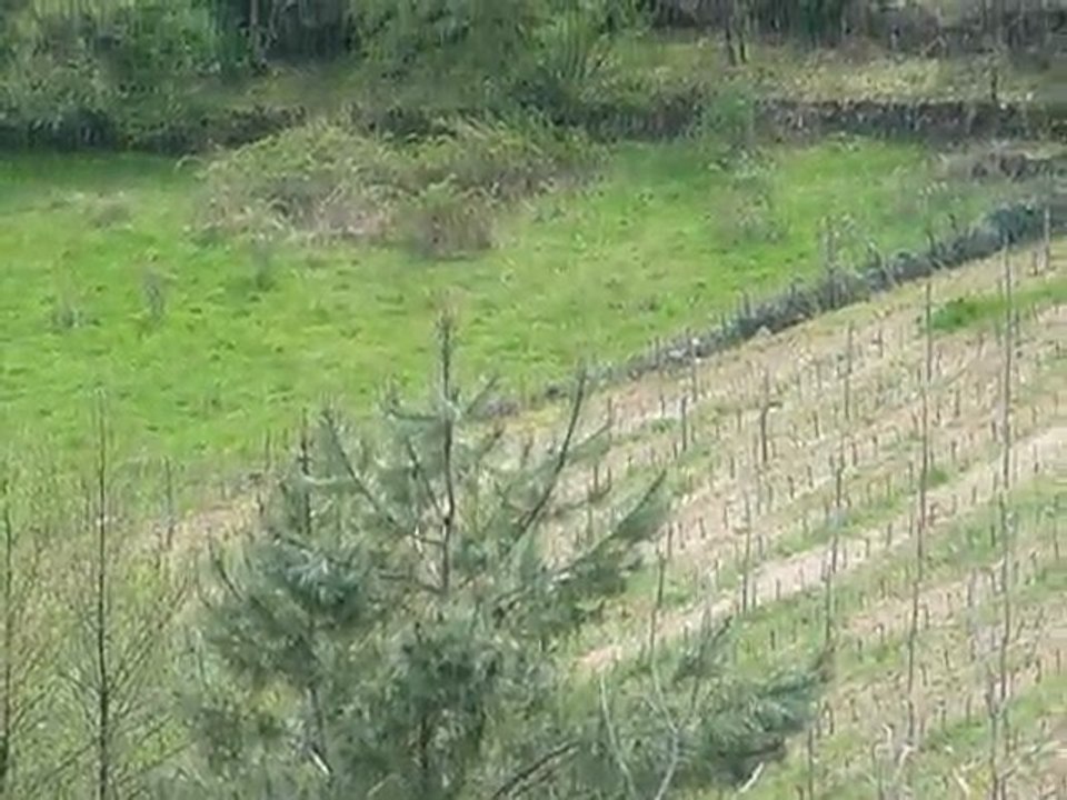 Laie & 6 Marcassins 006