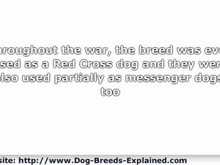 German Shepherd. Protective Noble Breed. His Highness The Ge