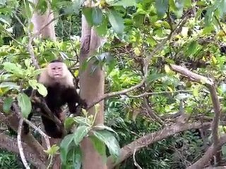 Monkeys in Costa Rica