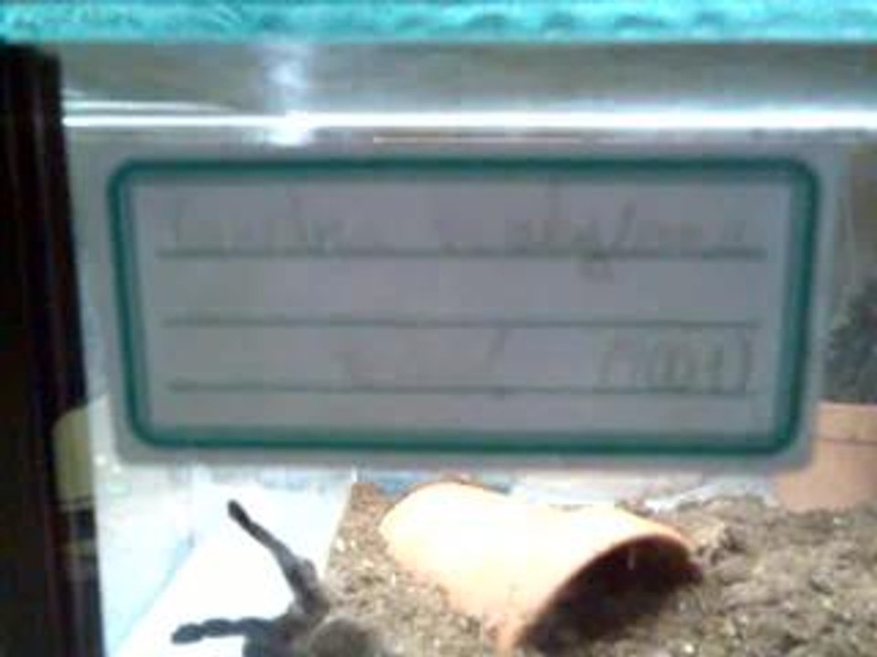 présentation mygales