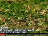 Plaga de Langostas invade plantaciones en Australia