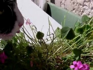 La Patatine dévore des fleurs roses 🌸