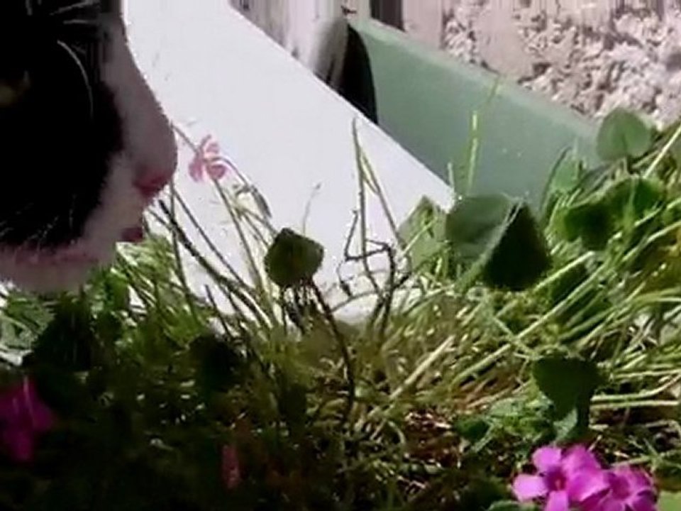 pauvres fleurs !