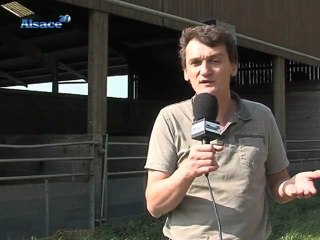 Il fait bon vivre d'être cochon !