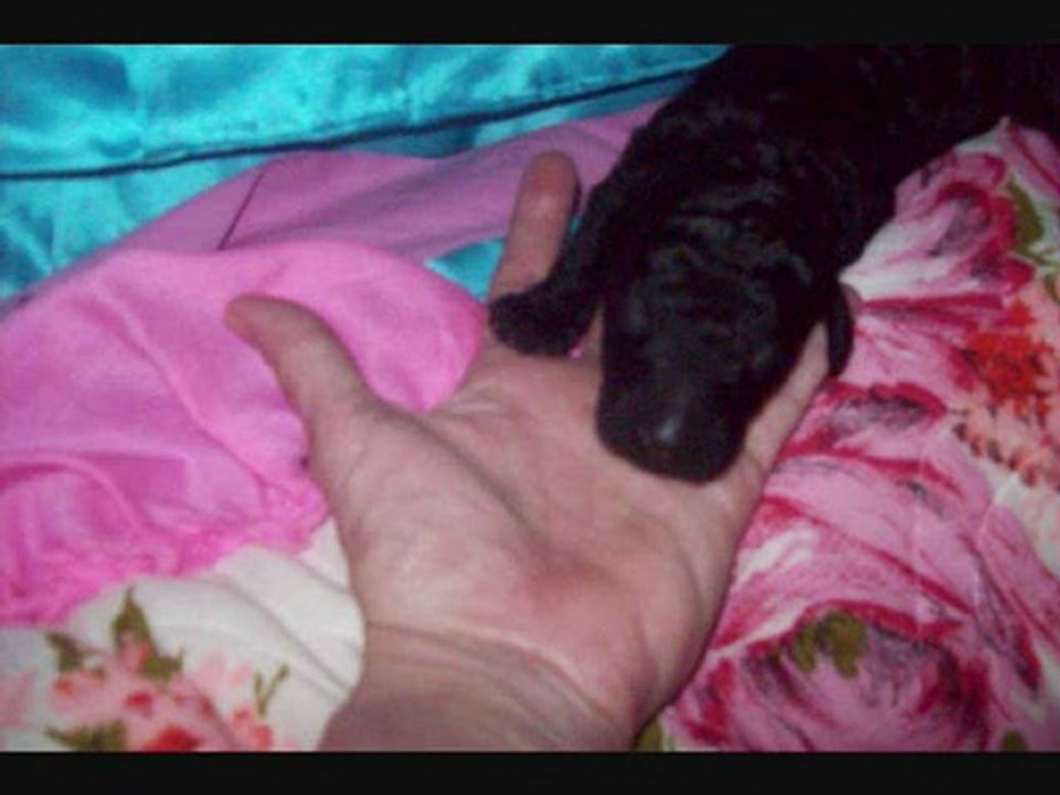 Standard Poodles and Puppies