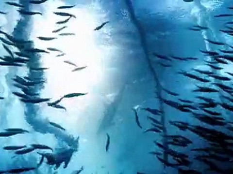 Oceans - Fish Frenzy