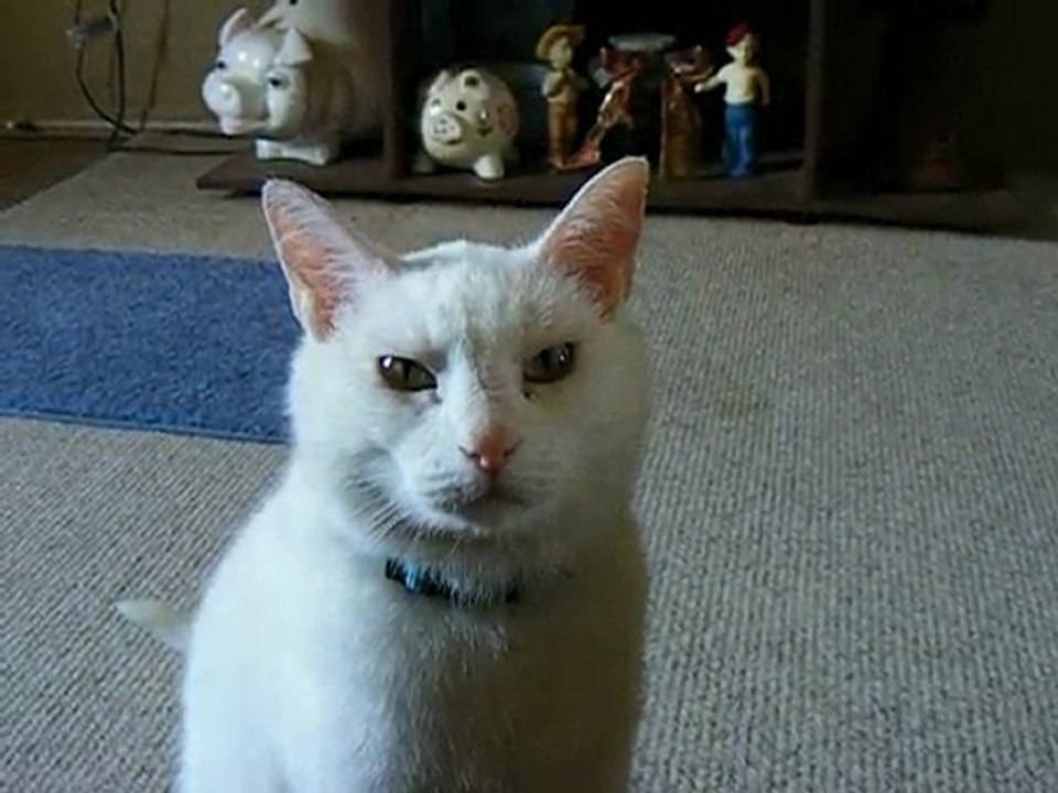 Ms Kitty Ignoring me!