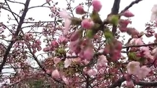 National Cherry Blossom Festival Washington DC Bloom Check