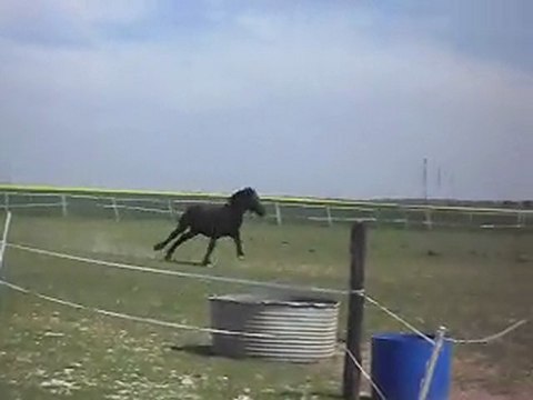 Mérens yearlings, N° 2 le 22 04 SDC11341