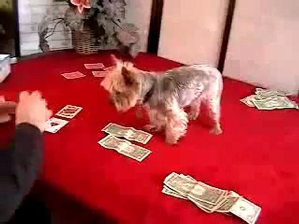 Worlds Greatest Poker Player. Jilli Dog