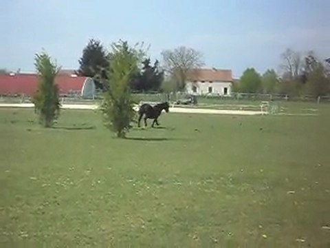 MERENS YEARLINGS LE 22 04 10 SDC11345