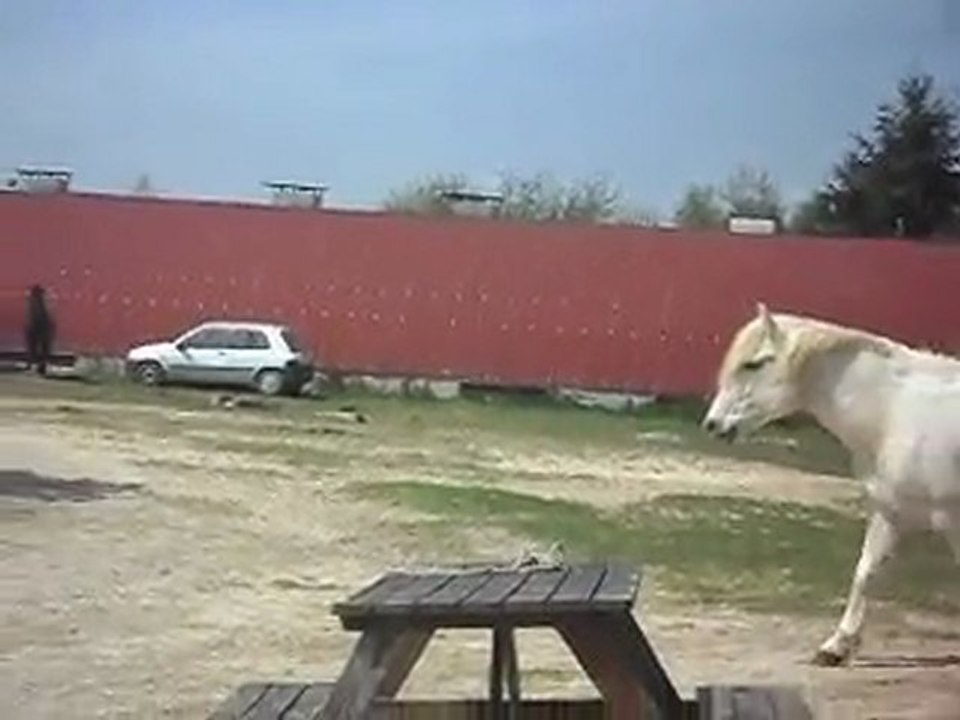 Mérens yearlings: rencontre avec les 13 autres du club N° 5