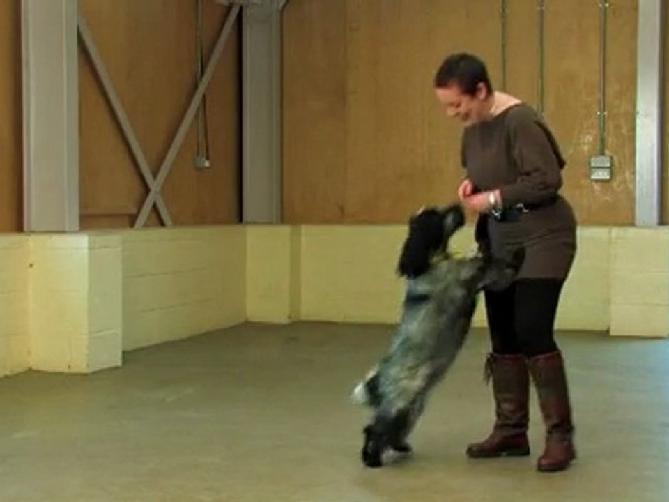 Dog Training Made Easy : Sit