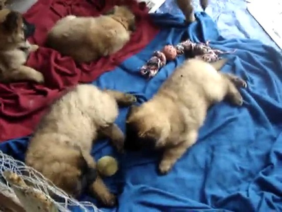 C'est quoi ce bazar, je veux dormir moi !