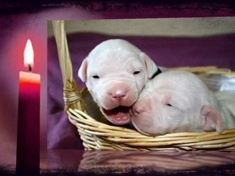 CHIOTS DOGUE ARGENTIN