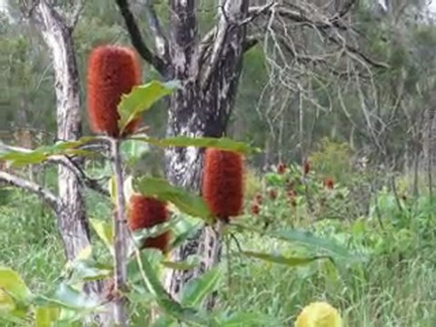Palm Beach Parklands, Gold Coast
