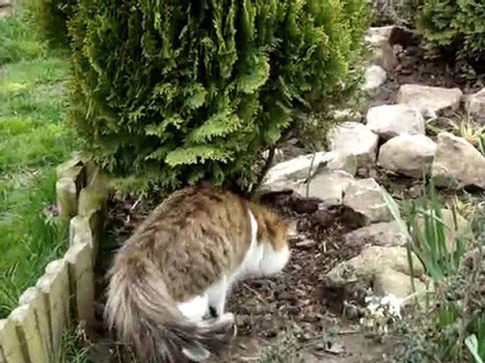 Dalaïla...... La reine du jardin !!