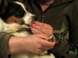 Dog Training Made Easy: Teach your dog to enjoy being handl