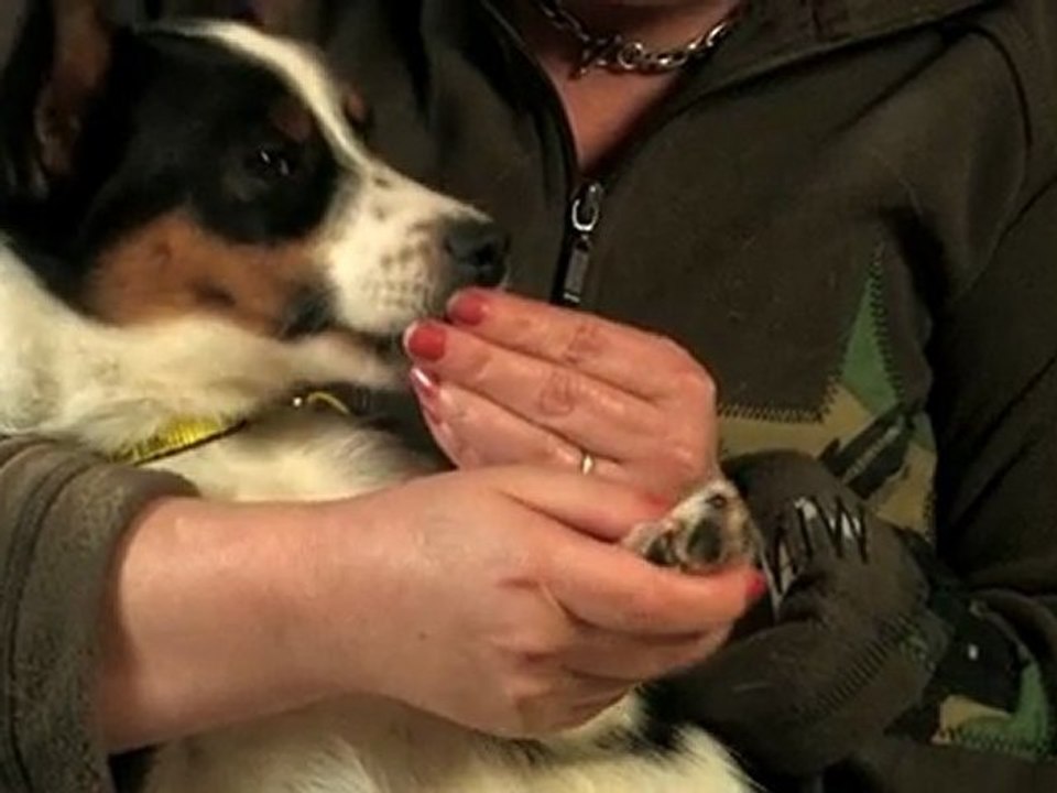 Dog Training Made Easy: Teach your dog to enjoy being handl