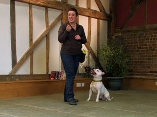 Dog Training Made Easy: Down