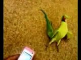 Oiseau qui danse sur la musique d'un portable