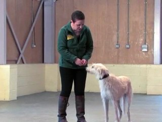 Dog Training Made Easy: Walking on the lead