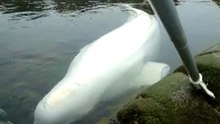 Delphin
