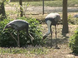 Découvrons les grues à cou blanc