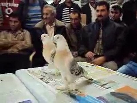 T.Ş.G.F-İzmir Özel 2010 Festivali-6