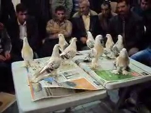 T.Ş.G.F-İzmir Özel 2010 Festivali-7