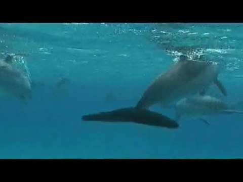 Croisiere St John's Mer Rouge sud Egypte