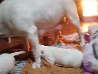 CAMADA SEBAS MOLIGON BULL X GODA