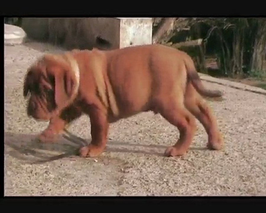 8 weeks puppies FANGORN, FAUST FEDEREL, FRONT KICK & FELONY