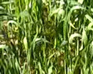 tümosan 60 60 N EKİN SULAMADA