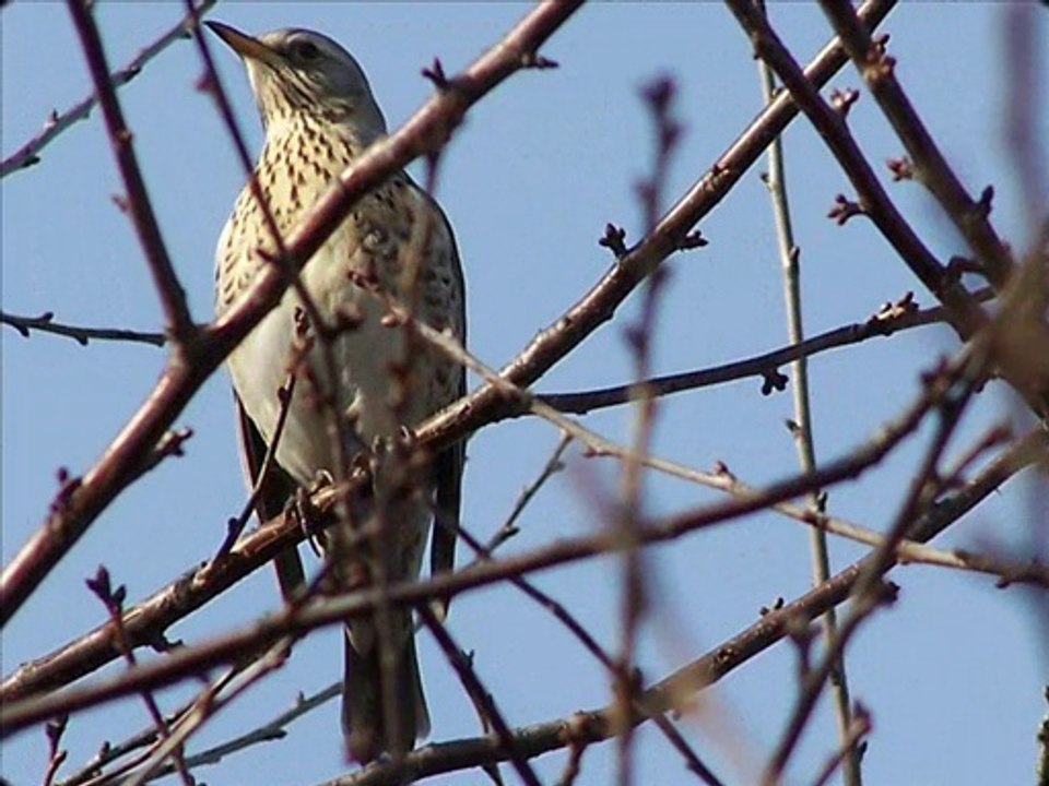 PTASIA SERENADA