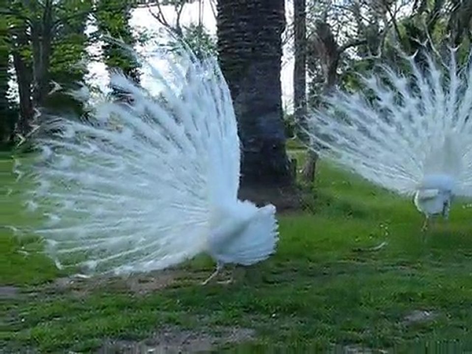 200410 au jardin des plantes
