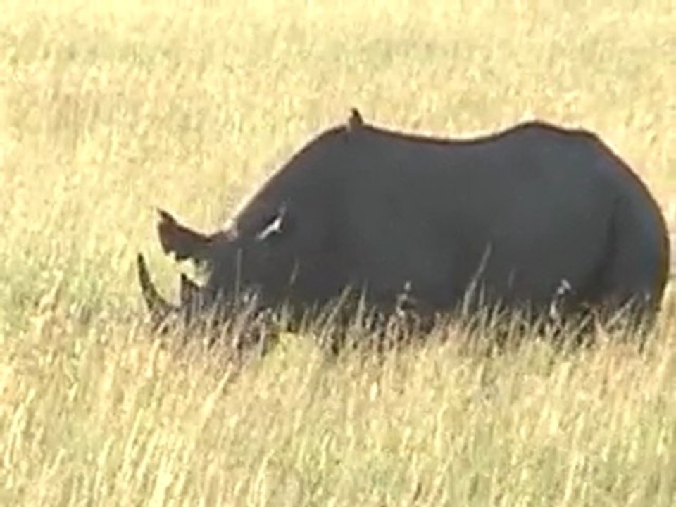 Safari au Kénya  en avril 2010