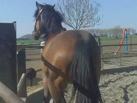 travail balou sans longe