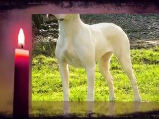 DEA Uligan: Key Insights