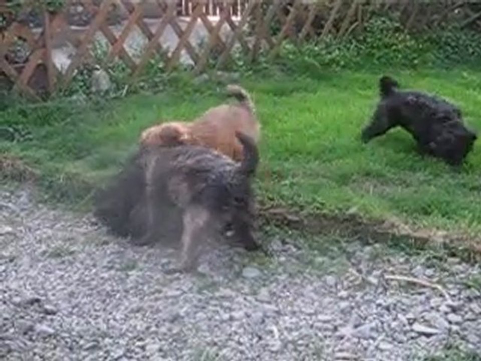 chiots de calypso et e ufo a 8 semaines