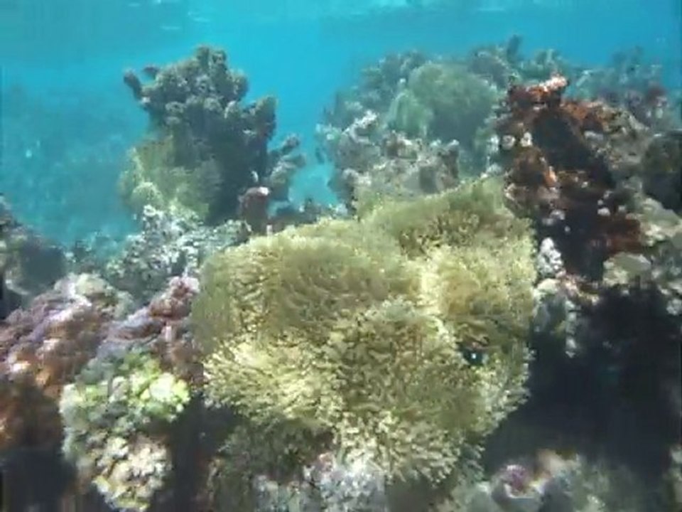 croisiere tahiti (jardin de corail + melting pot) et moorea