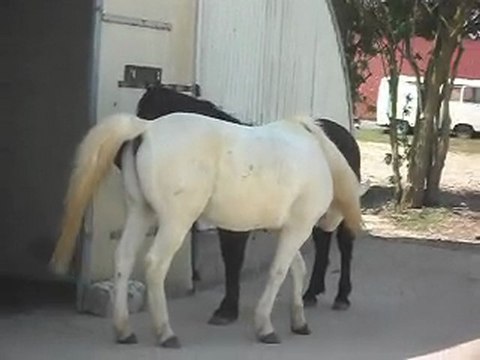 CHEVAUX MERENS D' 1 AN: rencontre avec mes 13. SDC11347