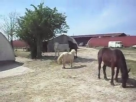 POULAINS MERENS bisou à LORIOT SDC11352