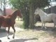 CHEVAUX DE MERENS YEARLINGS et mes poneys et chevauxSDC11353