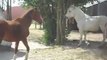 CHEVAUX DE MERENS YEARLINGS et mes poneys et chevauxSDC11353