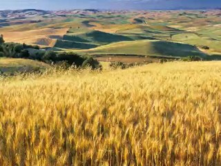 İlhan Bey: Gülüm, Gitme 🎶