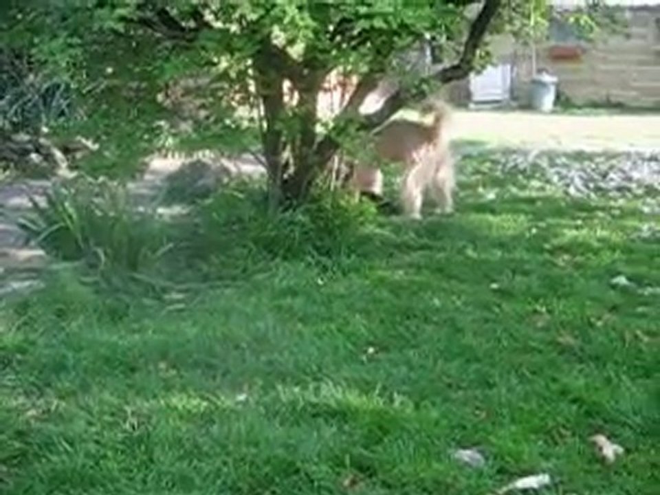 chiots de ufo et calypso le 24/04/2010